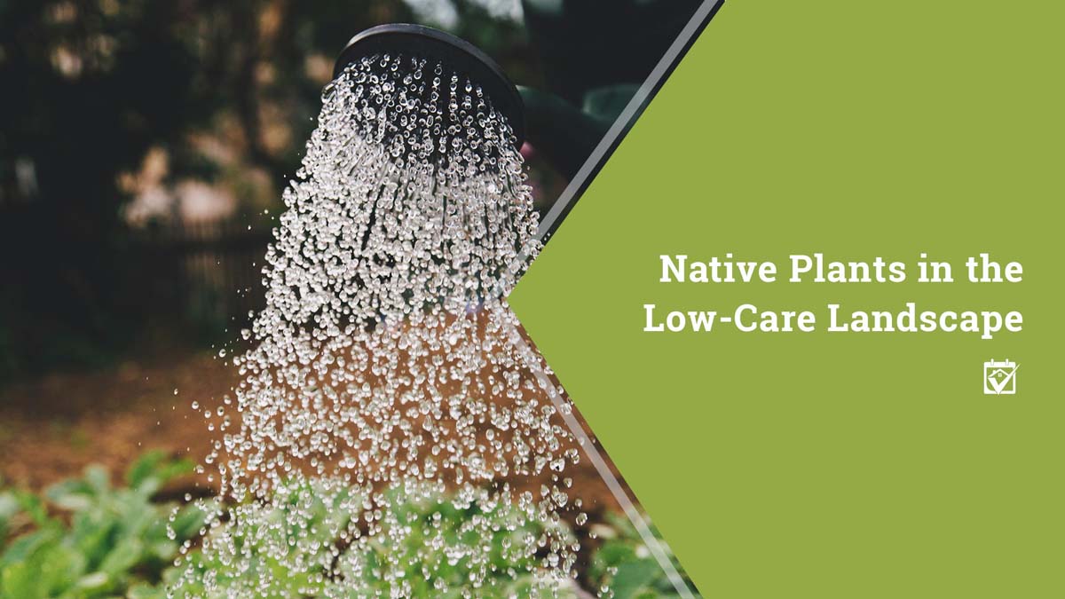 Native Plants in the Low-Care Landscape 